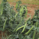 Image of Alexandra Peas