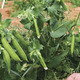 Image of Sugar Lace Peas