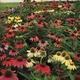Image of Cheyenne Spirit Echinacea