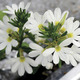Image of Crystal White