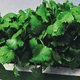 Image of Calypso Cilantro