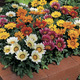 Image of Kiss Mix Gazania