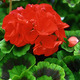 Deep Scarlet Image of Deep Scarlet