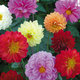 Showpiece Mix Image of Showpiece Mix