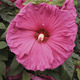 Image of Jazzberry Jam Hibiscus