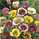 Image of Butterfly Tulip Mix