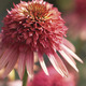 Image of Irresistible Double Coneflower