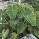 Image of Elephant Ear