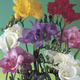 Image of Fragrant Double Freesia Mix