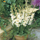 Image of Sharon Glamini Gladiolus