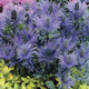 Image of Blue Sea Holly