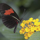 Image of Hello Yellow Butterfly Flower