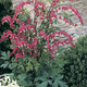 Image of Bleeding Hearts