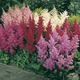Image of Mixed Astilbe