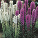 Image of Mixed Liatris