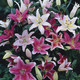 Image of Mixed Oriental Lilies