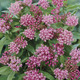 Image of A. Incarnata Butterfly Plant