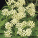 Image of A. Incarnata Ice Ballet Butterfly Plant