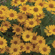 Image of Tuscan Sun Heliopsis