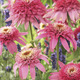 Image of Pink Double Delight