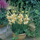 Image of Charlotte Glamini Gladiolus