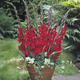 Image of Tom Glamini Gladiolus