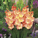 Image of Zoe Glamini Gladiolus