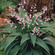 Image of Pink Lily of the Valley