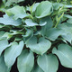 Image of Blue Angel Hosta