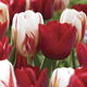 Image of Canada Flag Tulip Blend