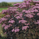 Image of Maestro Sedum