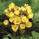Additional Image of Snow Crocus Collection