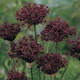 Image of Atropurpurea Allium