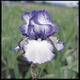 Additional Image of Master Iris Collection