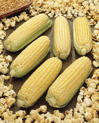Image of Robust 997 Popcorn