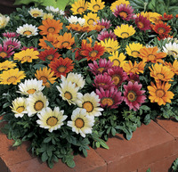 Image of Kiss Mix Gazania
