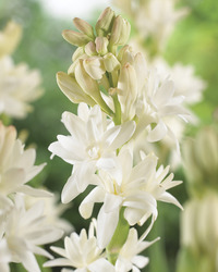 Image of Fragrant Double Tuberose