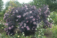 Image of Black Lace Elderberry