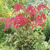 Image of Red Ostrich Plume Astilbe