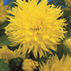 Image of Fimbriata Promise Dahlia