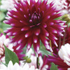 Image of Rebecca's World Dahlia