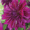 Image of Purple Taiheijo Dinner Plate Dahlia