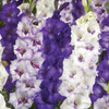 Image of Purplicious Blend Gladiolus