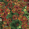 Image of Ruby Tuesday Helenium