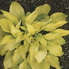 Image of Prairie Moon Hosta