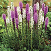 Image of Blazing Stars Liatris