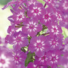 Image of Katja Phlox
