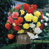 Image of Giant Pendula Begonia Collection