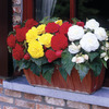 Image of Non-Stop Begonia Collection