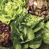 Image of Head Lettuce Collection